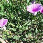 Ipomoea sagittata Leaf