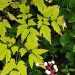 Actaea pachypoda 整株植物