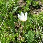 Gagea serotina Libunga