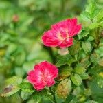 Rosa rubiginosa Blomst