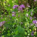 Lunaria annuaപുഷ്പം