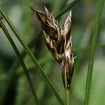 Carex praecox Cvet