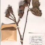 Lithocarpus revolutus Otro
