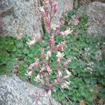 Heuchera rubescens Celota