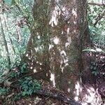 Parinari excelsa Casca