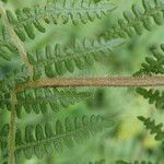 Pteridium capense 葉