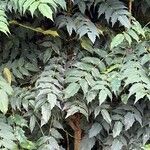 Berberis japonica برگ