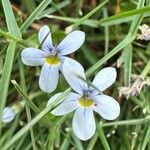 Lobelia pedunculata Flower