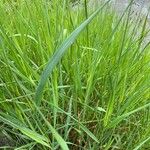 Elymus pungens Blatt