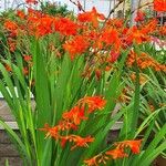 Crocosmia × crocosmiiflora عادت