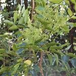 Polyscias cissodendron 形態