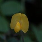 Arachis pintoi Flors