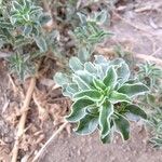 Amaranthus blitoides Folla