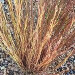 Schizachyrium scoparium Blatt