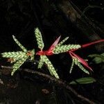 Aechmea pubescens Máis