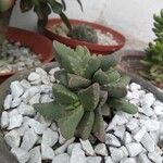 Faucaria bosscheana Лист