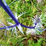 Eryngium bourgatii Blatt