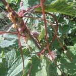 Cuscuta europaea Blomst