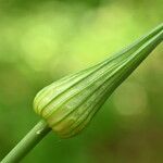 Allium oleraceum Blodyn