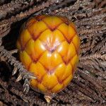 Raphia textilis Fruto