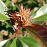 Photinia glabra Blad