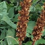 Orobanche laserpitii-sileris Flower