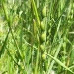 Aegilops ventricosa Fula