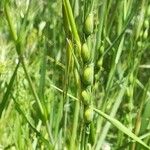 Aegilops ventricosa Květ