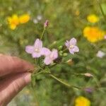 Epilobium parviflorumBlomst