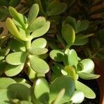 Crassula ovata অন্যান্য