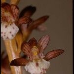 Corallorhiza maculata Flower