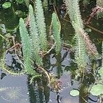 Hippuris vulgaris Leaf