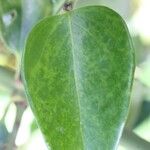 Jasminum laurifolium Leaf