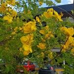 Senna bicapsularis Květ