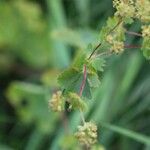 Alchemilla glabra Liść