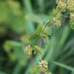 Alchemilla glabra Blad