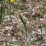 Pyrrocoma uniflora Plante entière