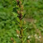 Chenopodium rubrum Vili