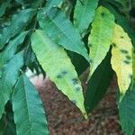 Amesiodendron chinense পাতা