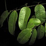 Dicorynia guianensis 葉