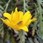 Thymophylla tenuiloba 花