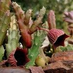 Huernia macrocarpa Lapas