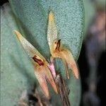 Trichosalpinx orbicularis Квітка