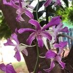 Dendrobium victoriae-reginae പുഷ്പം