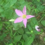 Sabatia angularis Floro