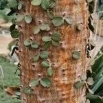 Alluaudia ascendens Hoja