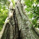 Gilletiodendron kisantuense Bark