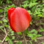 Tulipa raddii 花