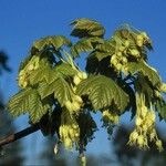 Acer opalus Blüte