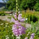 Physostegia virginianaFlor